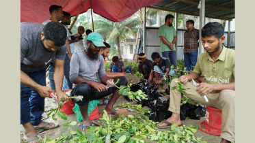 শিক্ষার্থীদের মাঝে দেড় লাখ বিনালেবু-১ চারা বিতরণ করবে বিনা