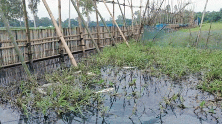 বিষাক্ত দূষণে বেলকুচি বিলের মাছের জীবনহানি