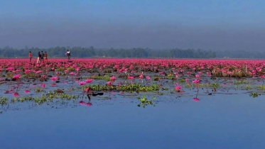 শ্রীমঙ্গলের হাইল হাওড়ে গোলাপি শাপলার বর্ণিল উচ্ছ্বাস