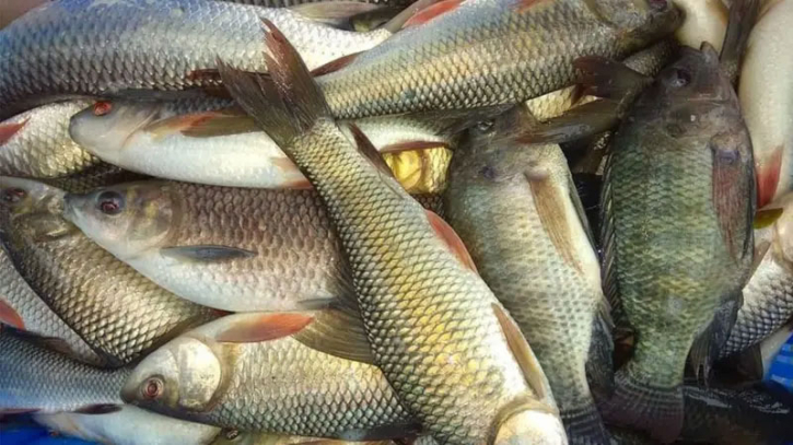 মাছ উৎপাদনে সম্ভাবনার পথে বাংলাদেশ