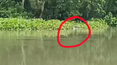 ঝিনাইদহ সীমান্তের কোদলা নদীতে ভেসে থাকা মরদেহ নিয়ে গেল বিএসএফ