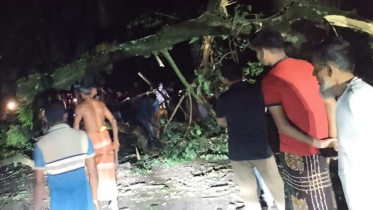 শতবর্ষী গাছ ভেঙে যশোর-বেনাপোল মহাসড়কে যোগাযোগ বিচ্ছিন্ন