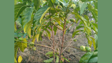 শার্শায় বাণিজ্যিকভাবে চাষ হচ্ছে ‘ননী ফল’