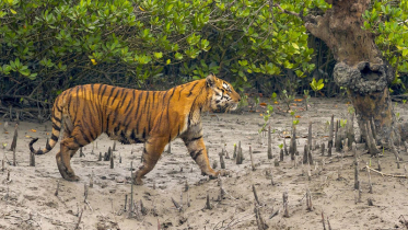 সুন্দরবনে বাঘের সংখ্যা কত?