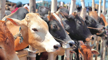 এবার পশু কোরবানি কমেছে, অবিক্রীত ৩৩ লাখ