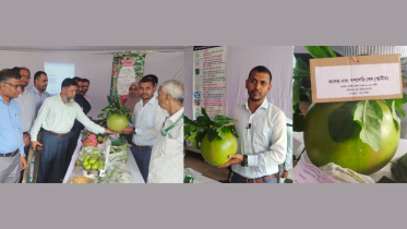 ‘দশ সেরি বেল’ নজর কাড়লো কুমিল্লার জাতীয় ফল মেলায়