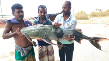 পদ্মায় ধরা ৩৭ কেজির বাঘাইড়, বিক্রি ৪৯ হাজার টাকায়