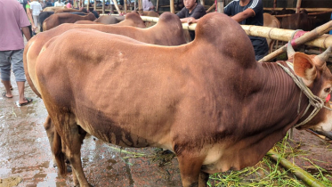 চাহিদার শীর্ষে ‘রেড চিটাগাং’