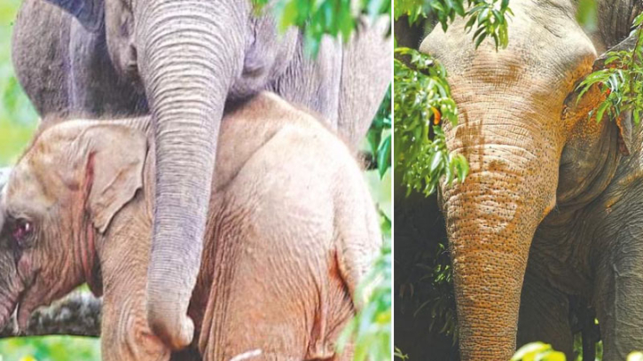 রাঙামাটির পাহাড়ে দেখা মিলল বিরল ‘গোলাপি রঙের হাতি’