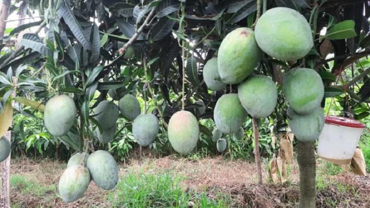 চাঁপাইনবাবগঞ্জে এবারো নেই ম্যাঙ্গো ক্যালেন্ডার