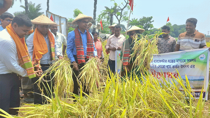 ঝিনাইদহে সমলয় পদ্ধতিতে বোরো ধান কর্তন 
