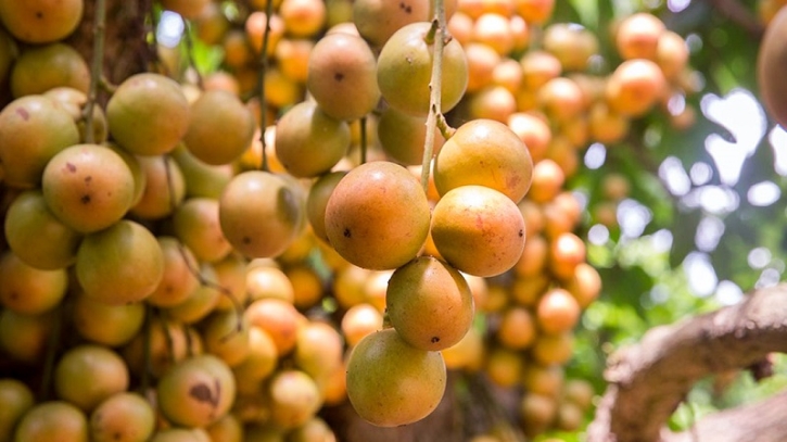 লটকনের যত উপকারিতা 