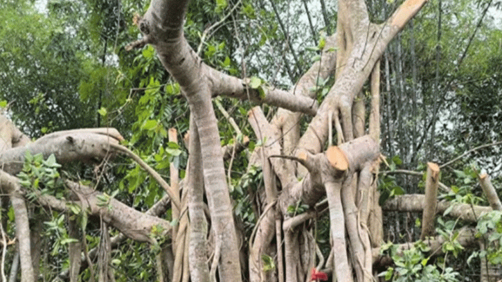 মাদারীপুরে শিরক আখ্যা দিয়ে কাটা হলো শতবর্ষী বটগাছ 