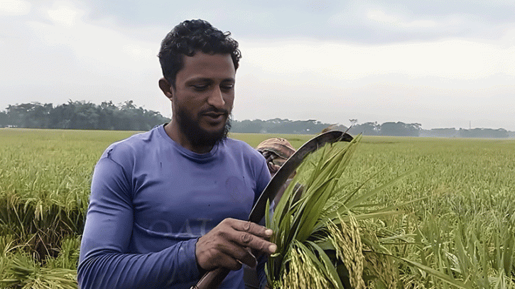 নেত্রকোণায় ক্ষতি কমাতে কাঁচা ধান কাটছেন কৃষকরা