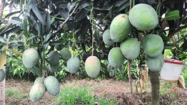 চাঁপাইনবাবগঞ্জে এবারো নেই ম্যাঙ্গো ক্যালেন্ডার