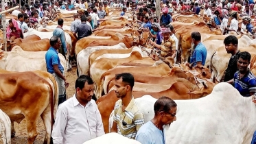 আফতাবনগরে গরুর হাট বসবে না: হাইকোর্ট