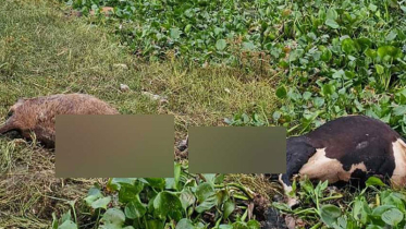 জোয়ারে ভেসে গেল শতাধিক গরু, মৃত উদ্ধার ৩৬
