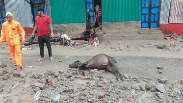 জোয়ারের পানিতে ভেসে আসছে মৃত গবাদিপশু 