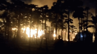 মধ্যরাতে তিন কৃষকের ৬ বিঘা পানের বরজ পুড়ে ছাই
