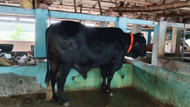 দাপট দেখাতে প্রস্তুত ‘বাংলার বস-৫’ 