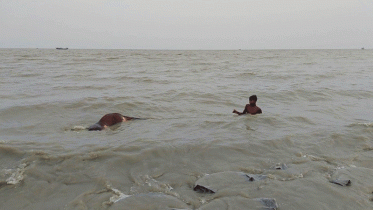 মেঘনা নদীতে ভাসছে গরু-মহিষের মৃতদেহ 