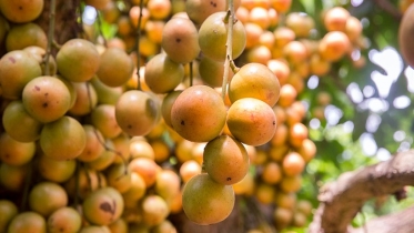 লটকনের যত উপকারিতা 