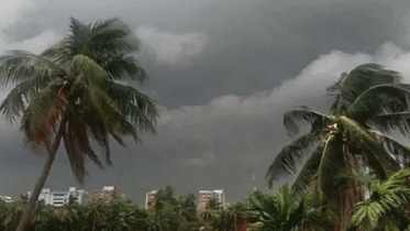 কালবৈশাখী ঝড়ে গাছ উপড়ে যুবক নিহত 