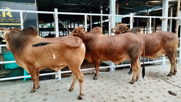 বাণিজ্যিক খামারগুলোতে বিক্রি শেষ পর্যায়ে 