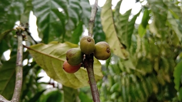 কফিতে ভাগ্য বদল, উৎসাহ পাচ্ছেন অন্য কৃষকরাও