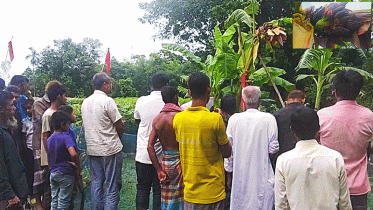 এক কলাগাছে ৫০ থোর, দেখতে মানুষের ভিড়