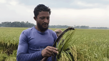 নেত্রকোণায় ক্ষতি কমাতে কাঁচা ধান কাটছেন কৃষকরা