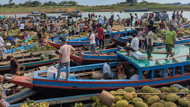ভাসমান হাটে জমে উঠেছে মৌসুমী ফলের বিকিকিনি