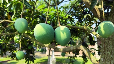 আগাম আমের চাহিদা বাড়লেও বাড়ছে ভোগান্তি 