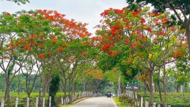 শ্রীমঙ্গলের বুকে সবুজ-ফুলের এক স্বপ্নপথ ‘ভানুগাছ সড়ক’