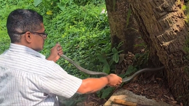 শ্রীমঙ্গলে লোকালয় থেকে দাঁড়াশ সাপ উদ্ধার 