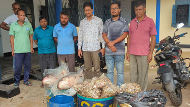 বিএফডিসির অভিযানে অবৈধ মাছ জব্দ
