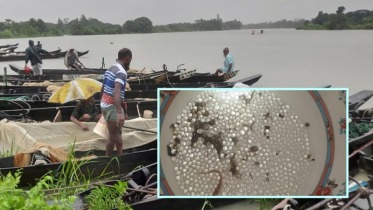 ভারী বৃষ্টি আর পাহাড়ি ঢলের মধ্যেই হালদায় ডিম ছেড়েছে মাছ