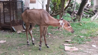 পঞ্চগড়ে বিলুপ্ত প্রজাতির আহত নীলগাই উদ্ধার