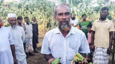 নেত্রকোণায় ৫ হাজার চালকুমড়ার গাছ নষ্ট: ক্ষতি ৩০ লাখ টাকা