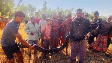 শ্রীমঙ্গলে একই দিনে দুই অজগর উদ্ধার, এক সপ্তাহে উদ্ধার পাঁচটি