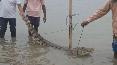ফরিদপুরে পদ্মায় বড়শিতে ধরা পড়ল কুমির, নদীপাড়ে আতঙ্ক