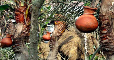 শীতের সকালে খেজুরের রস—কেন কমে যাচ্ছে সেই ঐতিহ্য?