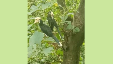 কাপ্তাই জাতীয় উদ্যানে বিরল ধনেশ পাখির দেখা