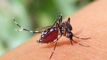 ডেঙ্গুতে ২৪ ঘণ্টায় ৫ জনের মৃত্যু