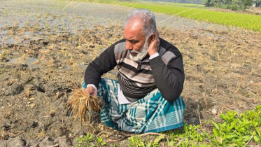 কালকিনিতে ধানের সাথে এ কেমন শত্রুতা