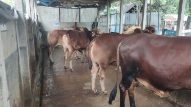 ব্রাহ্মণবাড়িয়ায় কোরবানিযোগ্য পশু রয়েছে ১ লাখ ৩২ হাজার