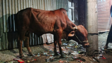 তজুমদ্দিনে চোরাই গরু উদ্ধার, তদন্তে পুলিশ