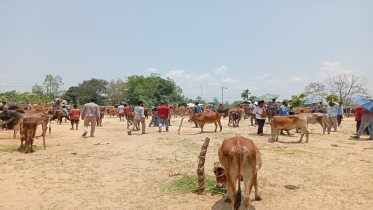 রাঙ্গামাটিতে মলম পার্টির খপ্পরে গরু বিক্রেতা, হাসপাতালে ভর্তি ১