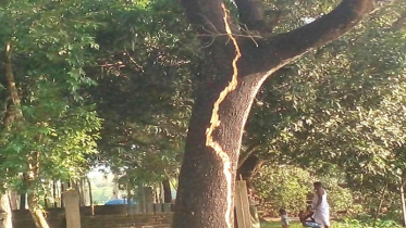 সিরাজগঞ্জে বজ্রপাতে শতবর্ষী কড়ই গাছ ফেটে ক্ষতিগ্রস্ত