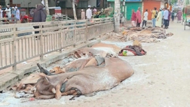 চামড়ার বাজারে সিন্ডিকেটের অভিযোগ, লোকসানে মৌসুমী ব্যবসায়ীরা